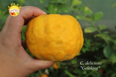 C. deliciosa Geleking4 - 